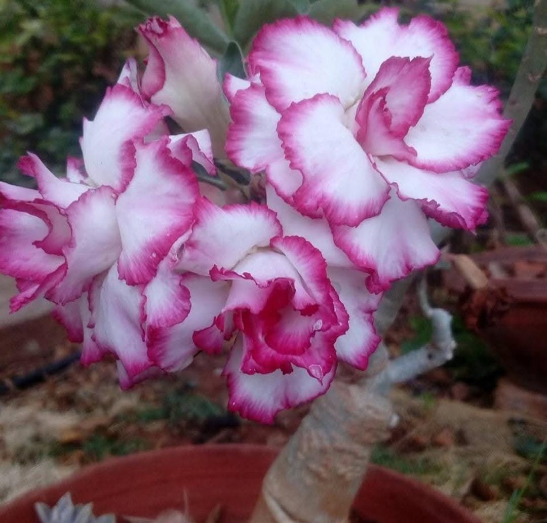 WhatsApp Image 2026-01-19 at 9.33.34 PM